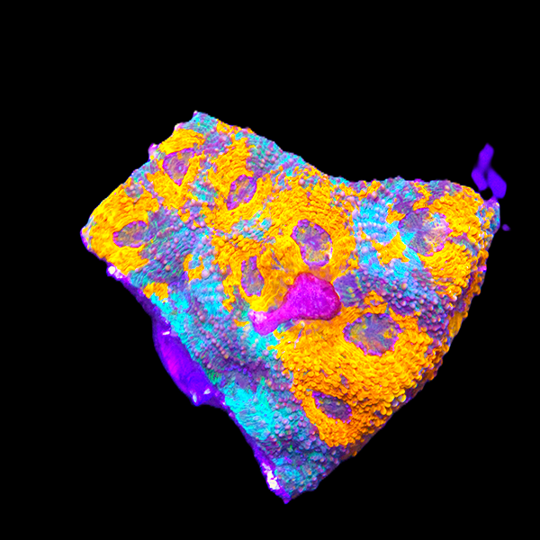 Orange Echinata frag placed in mid‑flow reef tank environment