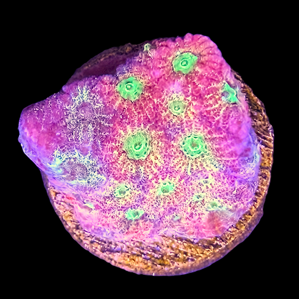 JF Dayglow - Uber Grafted Favia Frag