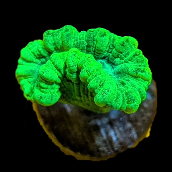 Green Trumpet Coral