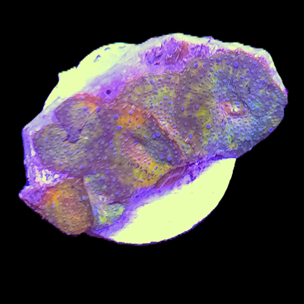 Green Rhodactis Mushroom Frag - WYSIWYG
