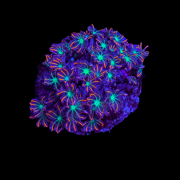 Clove Polyps (Clavularia sp.)