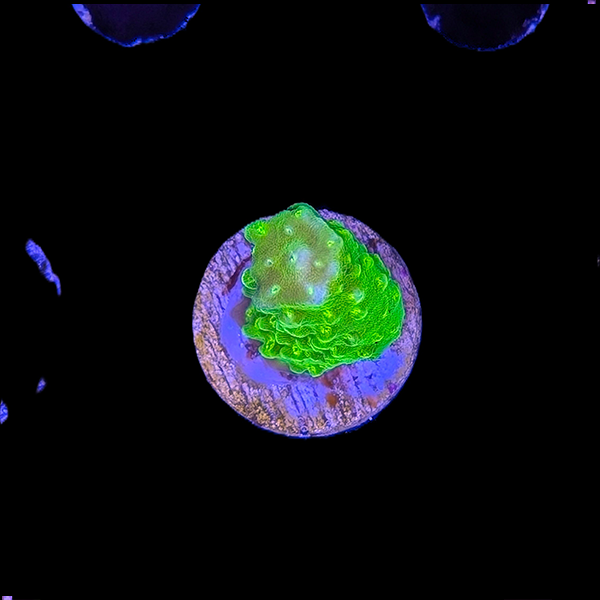 Green Acropora coral frag on plug in reef aquarium