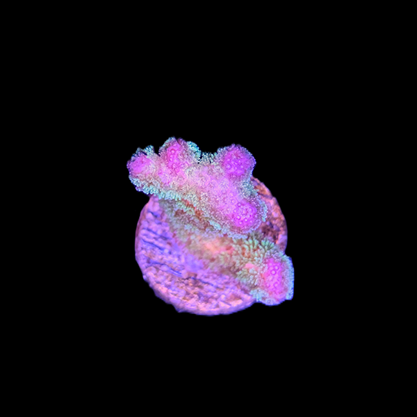 Green Stylophora - Small Frag