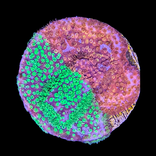 JF Candy Coated 50-50 Frag - WYSIWYG