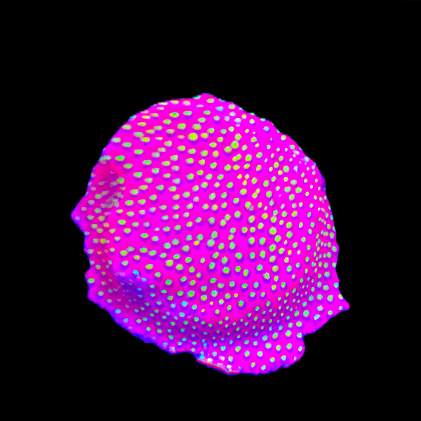 WWC Electric Daisy Stylocoeniella Frag