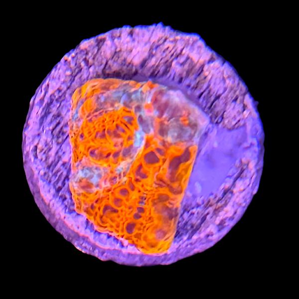 Red and Blue Chalice Frag