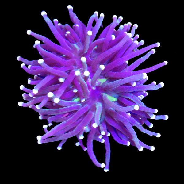 Purple Torch Frag