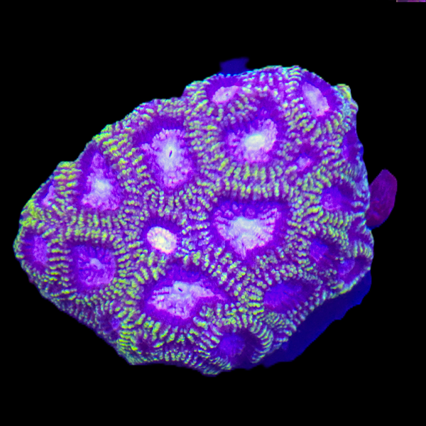 Green Purple Favia - Frag