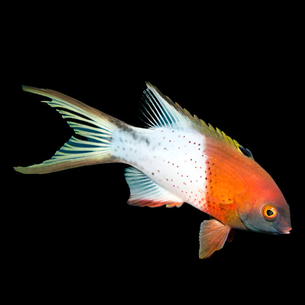 Lyretail Hogfish