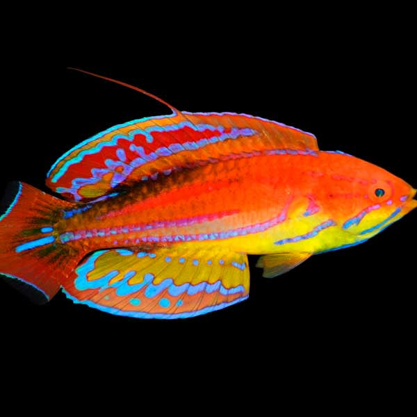 Diamond Flasher Wrasse