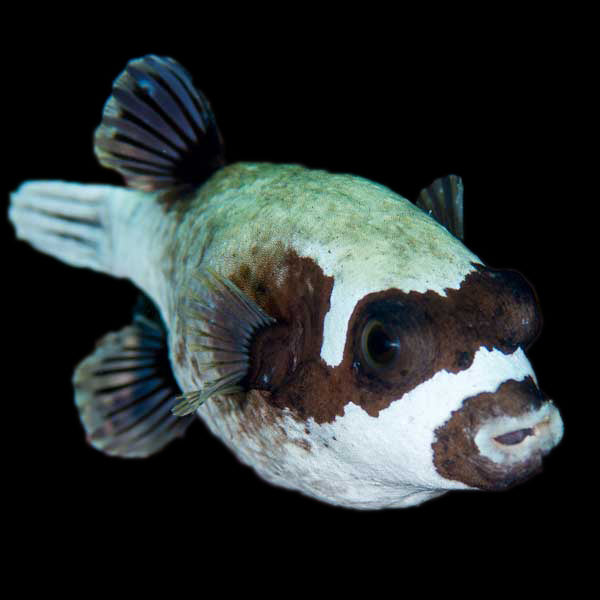 Masked Puffer (Large)