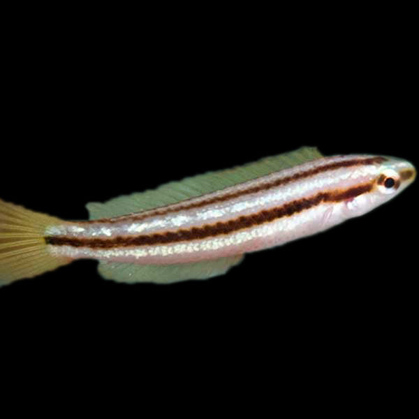 Ochreband Wrasse RARE