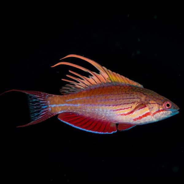 Blue Flasher Wrasse (Male)