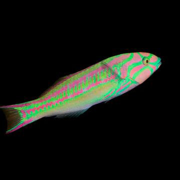 Pinkface Wrasse (Large)