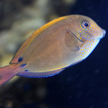 Lavender Tang