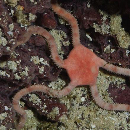 Caribean Brittle Starfish
