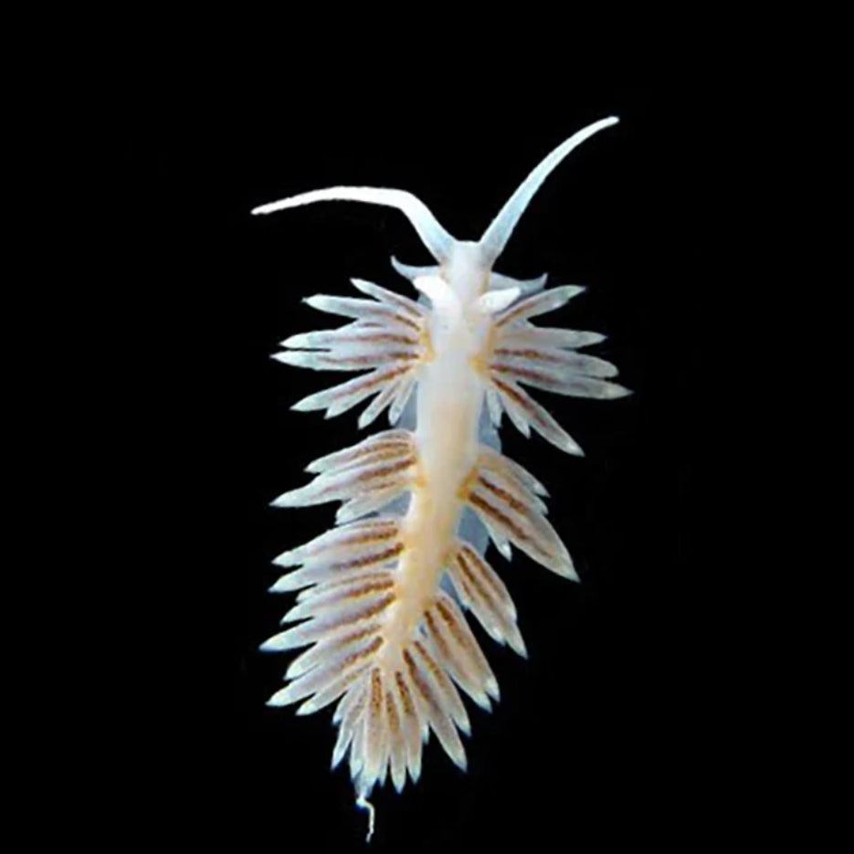 Berghia Nudibranch (Aiptasia predators)