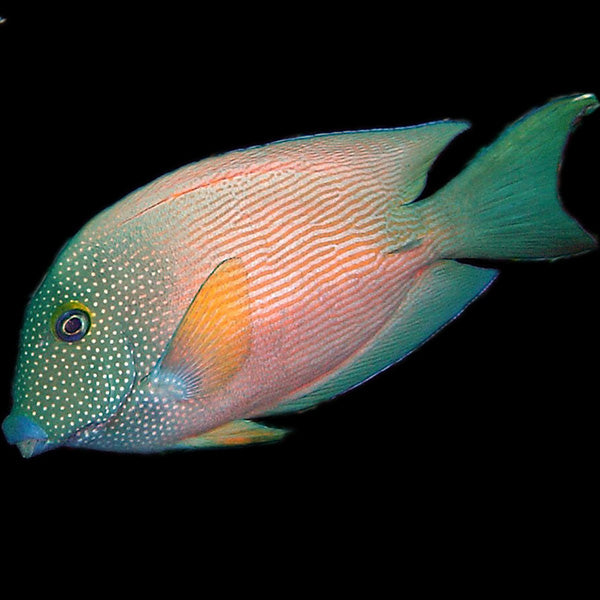 Bluelipped Bristletooth (Medium)