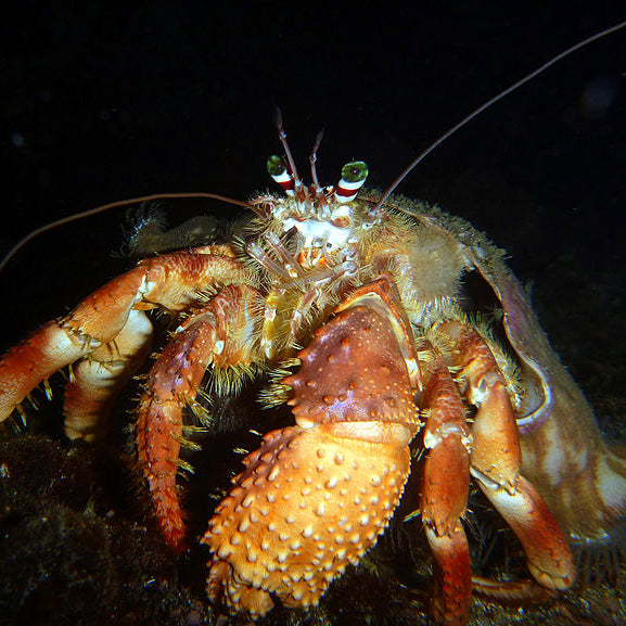 Jeweled Anemone Hermit Crab (Large)