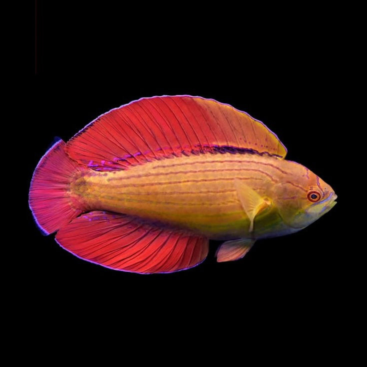 Eightline Flasher Wrasse