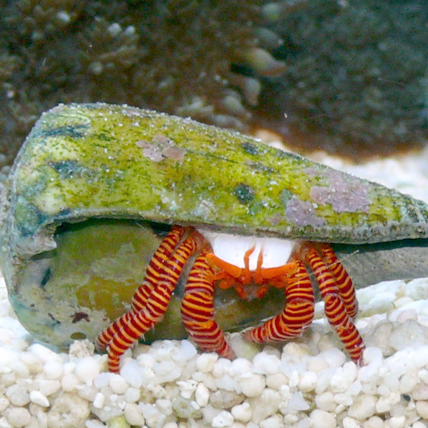 Halloween Hermit Crab