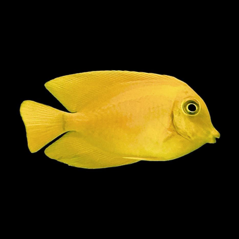 Mimic Tang