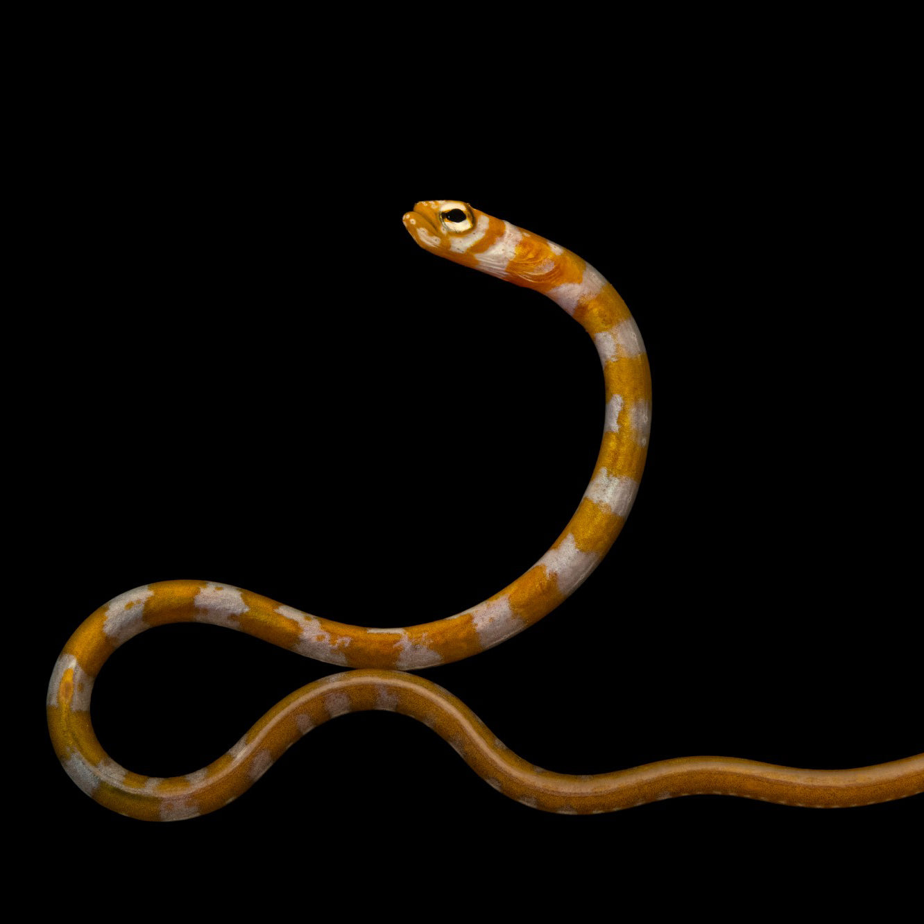Splendid Garden Eel