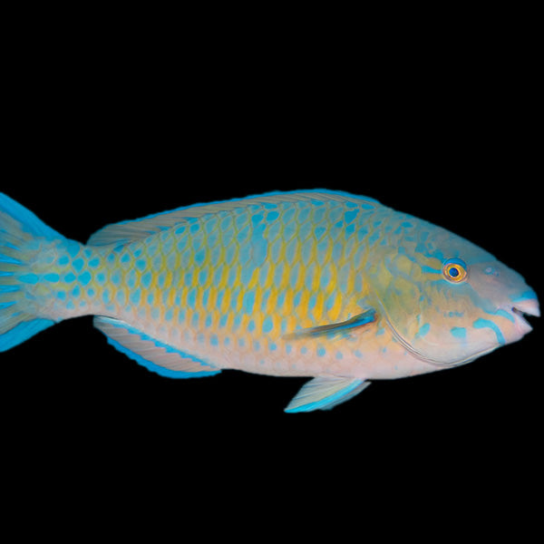 Blue Barred Parrotfish Female