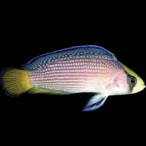 Allen's Dottyback