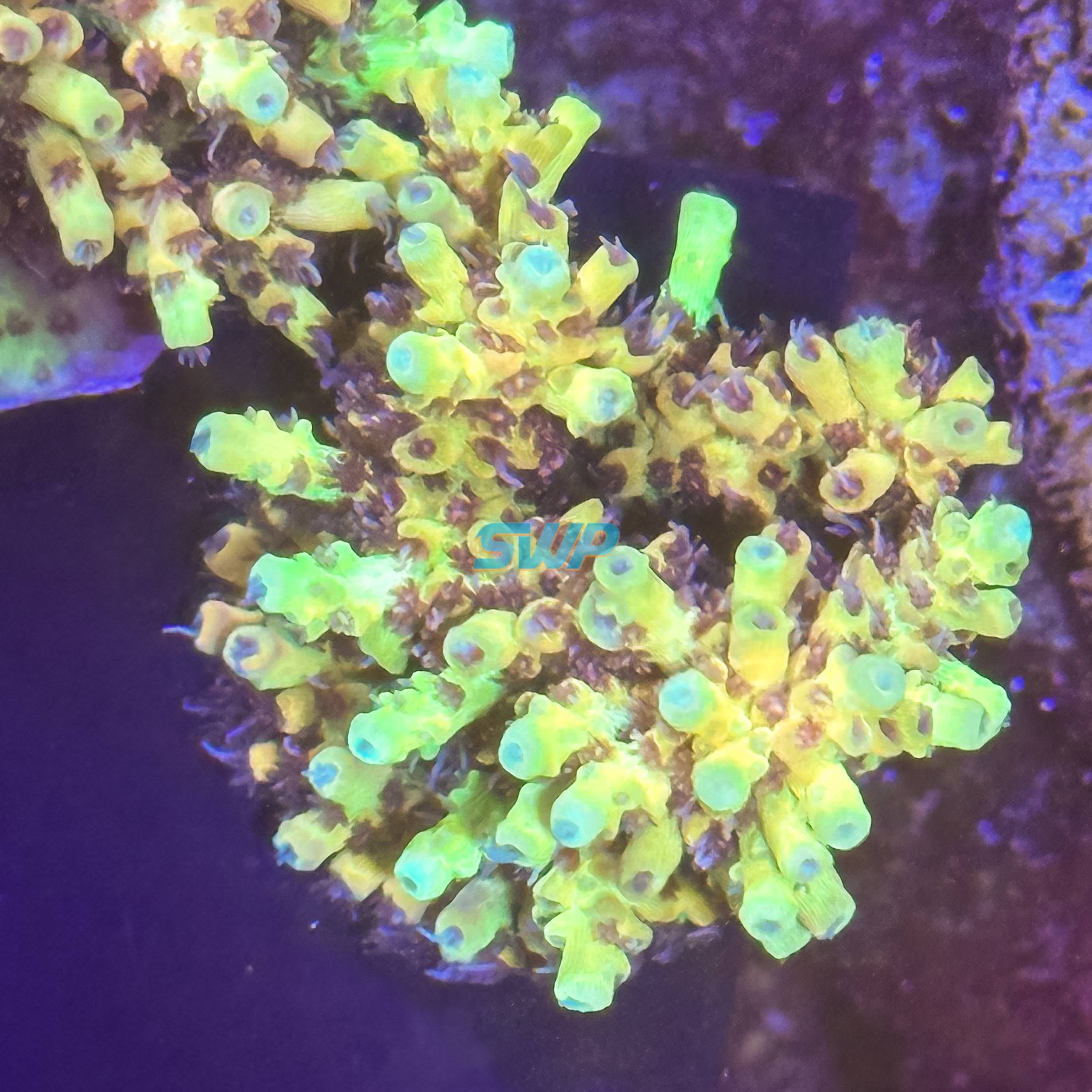 Acropora Coral Canada - Frag Garage