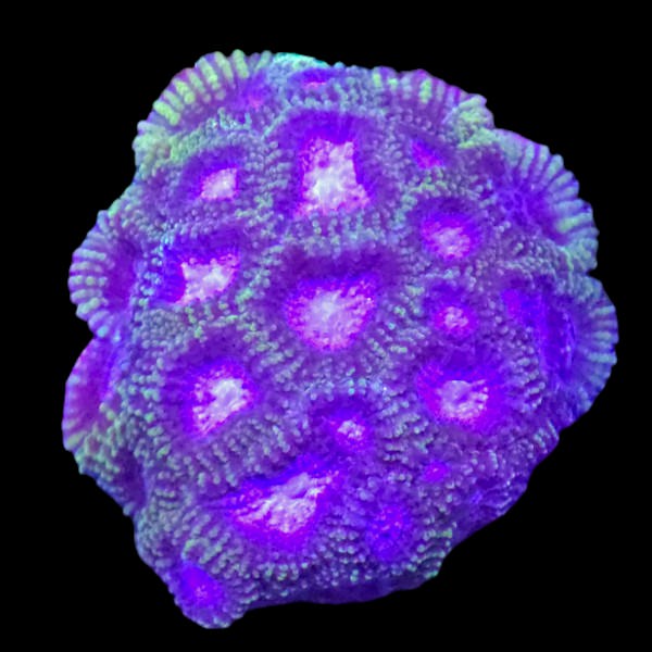 Green Purple Favia Frag