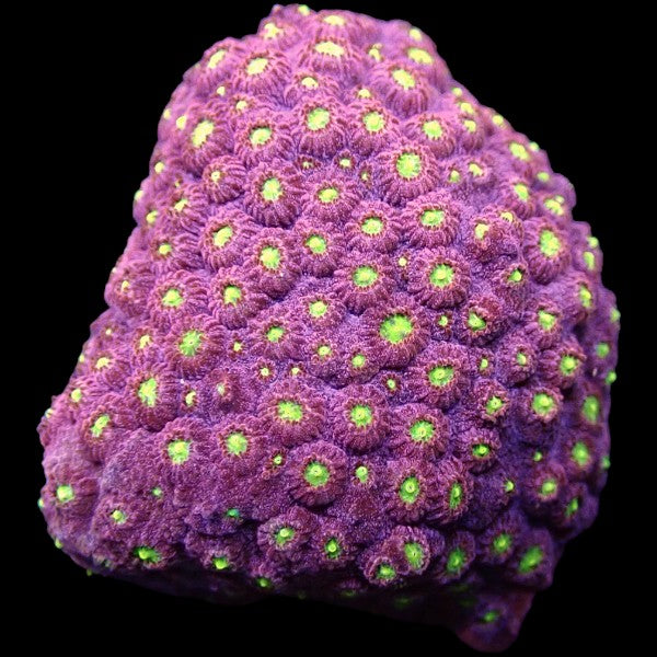 Bizarro Cyphastrea