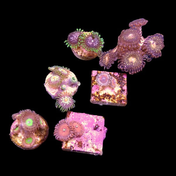 Zoanthids Coral Pack 5