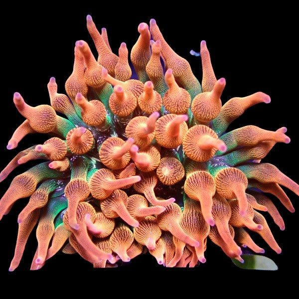 Red Bubble Tip Anemone