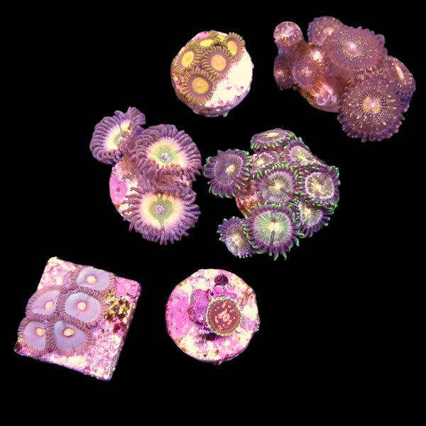 Zoanthids Coral Pack 8