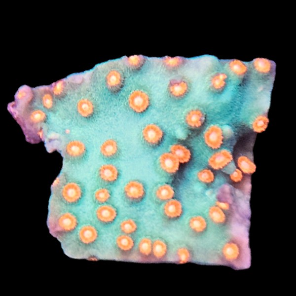 Meteor Shower Cyphastrea Large Frag