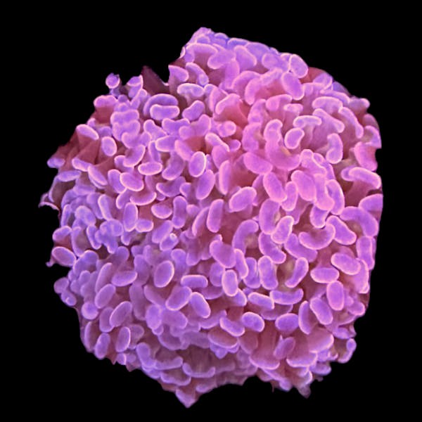Blue Hammer Frag