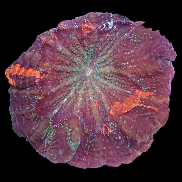Green Orange Acanthophyllia