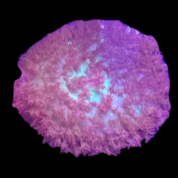 St Thomas Mushroom (Maroon)
