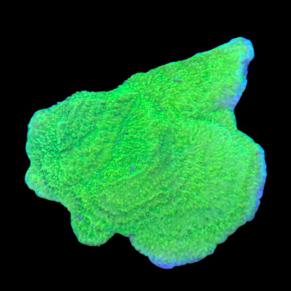 Green Encrusting Montipora Frag