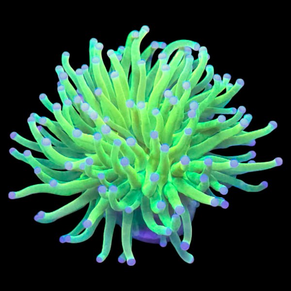 Holy Grail Torch Single Head F - WYSIWYG