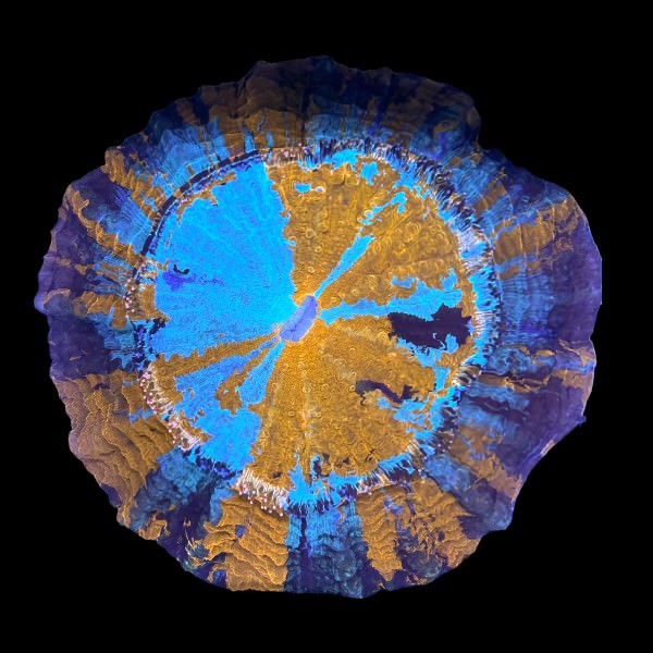 Ultra Orange Blue Acanthophyllia