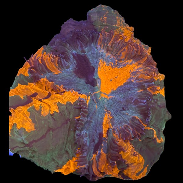 Ultra Orange Acanthophyllia