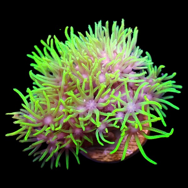 Green Star Polyps