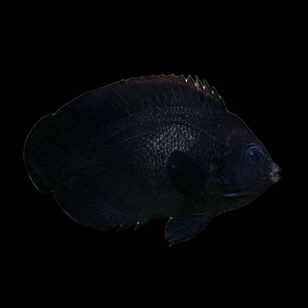 Midnight Angelfish