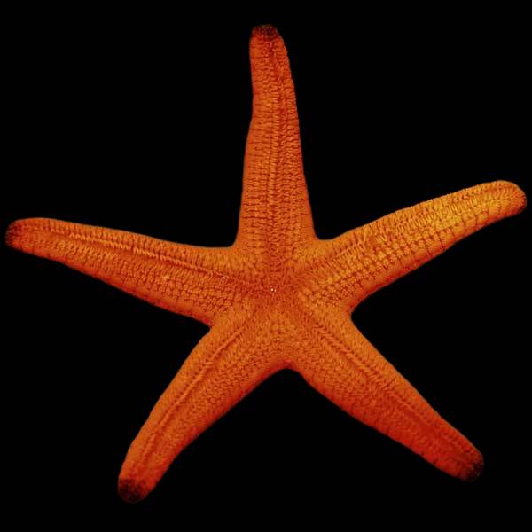 Red Luzon Sea Star