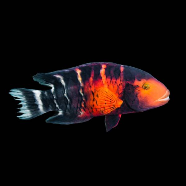Broomtail Wrasse **SHOW SIZE**