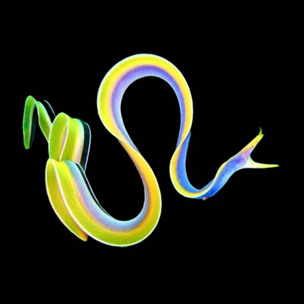 Ribbon Eel