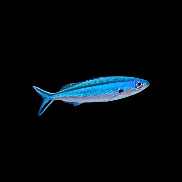 Bluestreak Fusilier