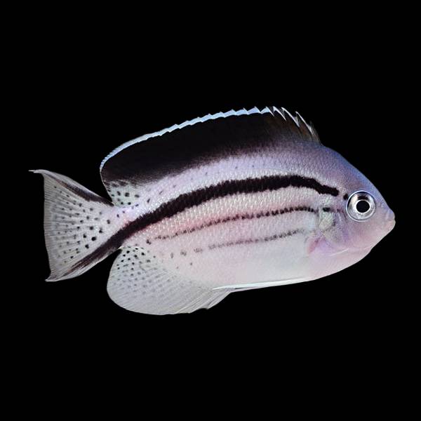 Lamarck's Angelfish